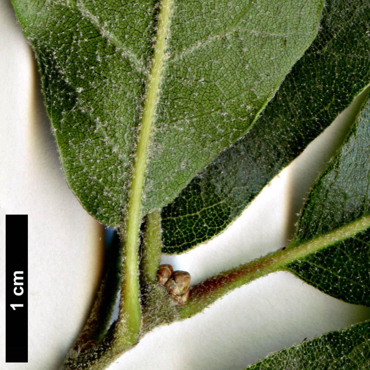 High resolution image: Family: Fagaceae - Genus: Quercus - Taxon: grahamii - SpeciesSub: × mexicana